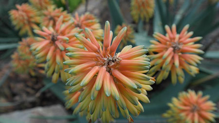 aloe-vera-247157_450