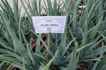 aloe-vera-920346_450