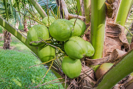 coconut-450