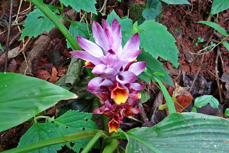 curcuma-aromatica-179188_45
